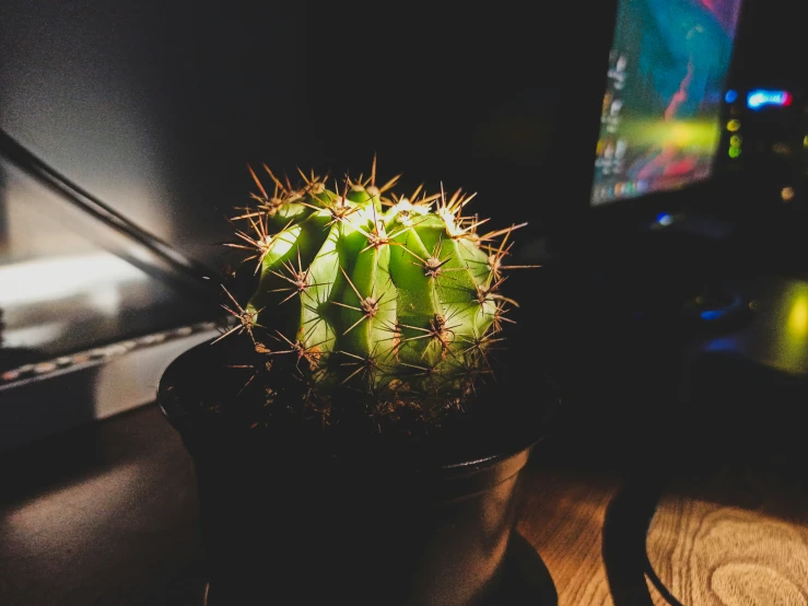 a green cactus sits on top of the table