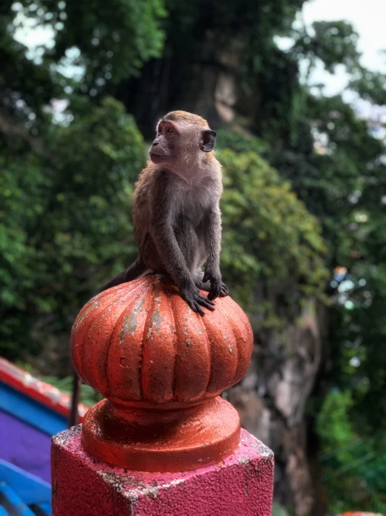 monkey on a red pole overlooking a park