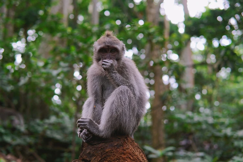 a small gray monkey sitting on top of a tree