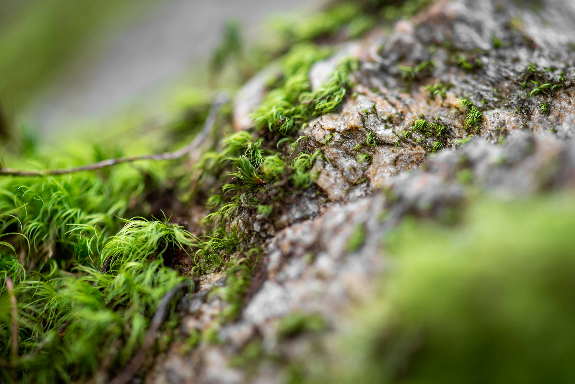 green moss growing on an old rock in the forest