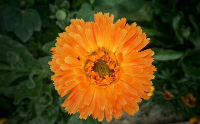 an orange flower with green leaves behind it