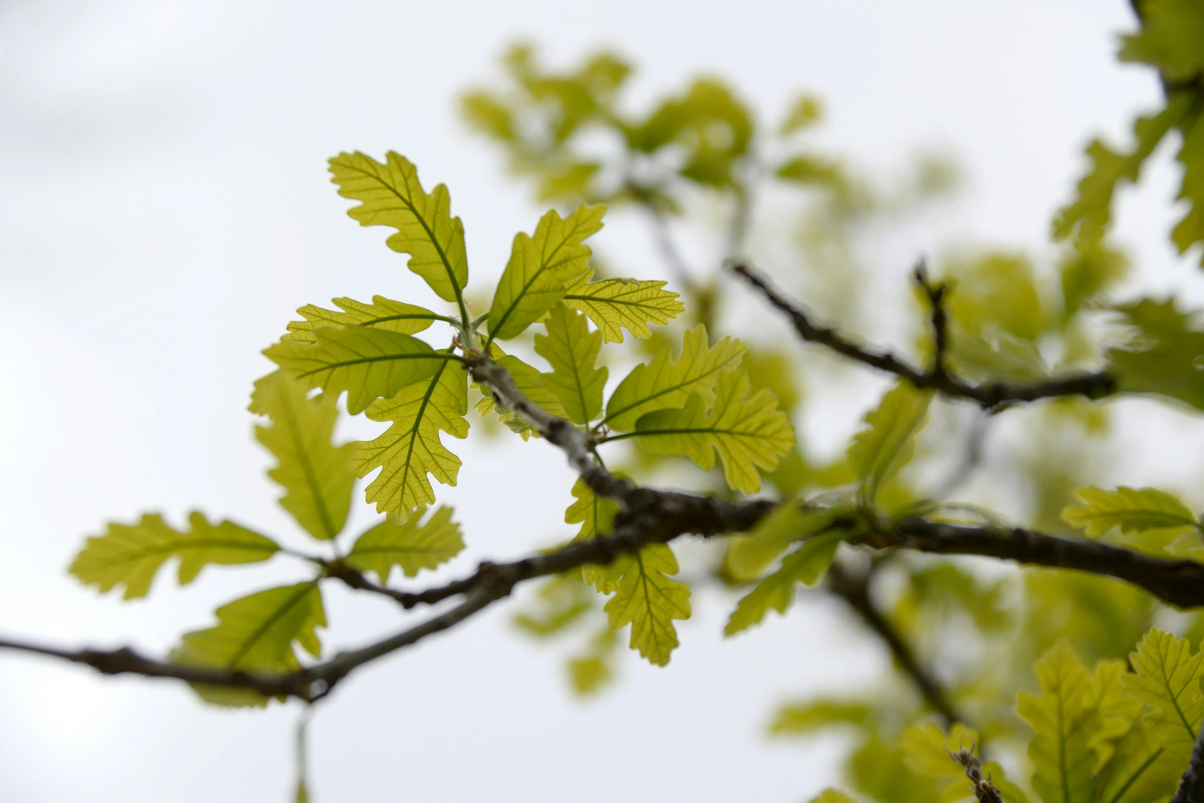 nches with some green leaves against a white sky