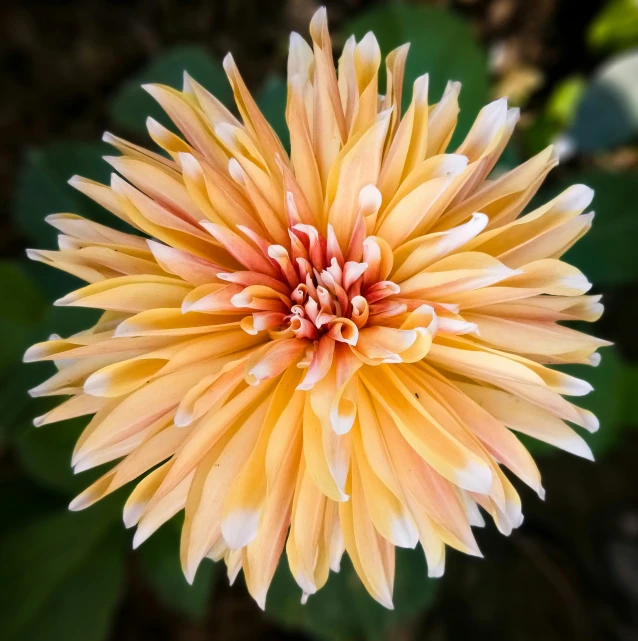 the top view of an orange and yellow flower