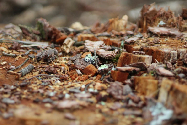 an arrangement of wooden pieces and plants in dirt