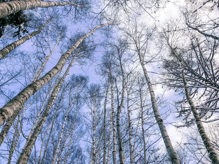 the top of several tall trees in winter