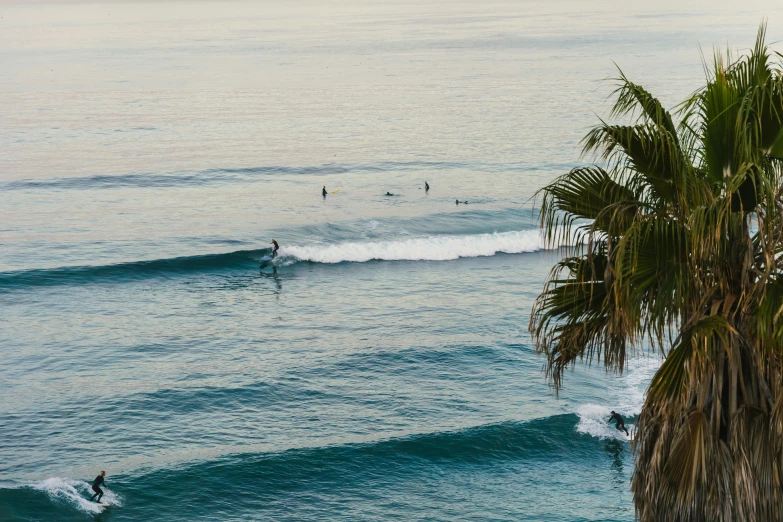 a tree standing near the ocean with people surfing