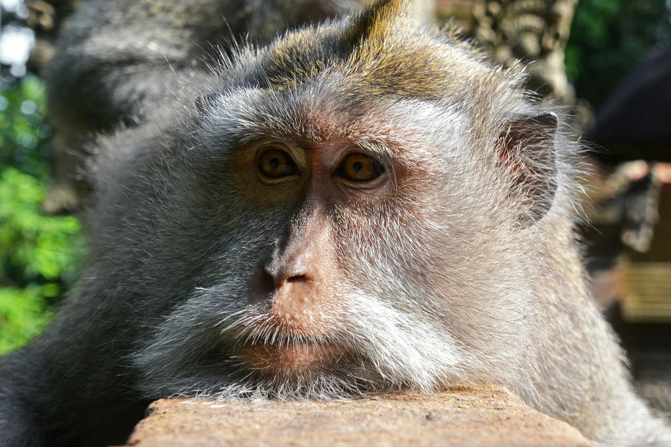 a small silver monkey sitting on top of a cement wall