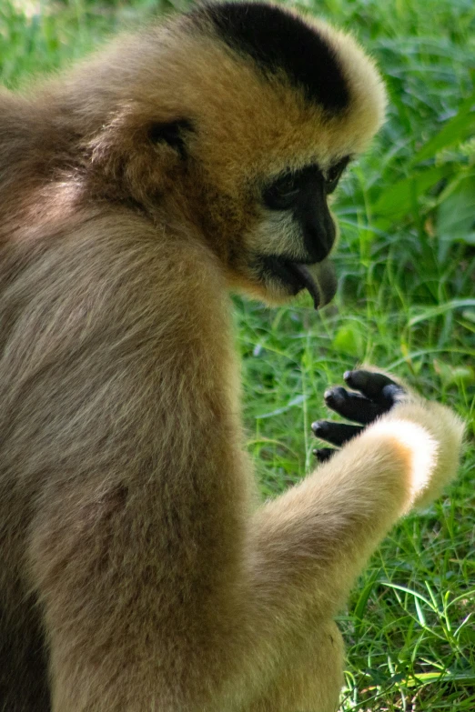 a long - tailed monkey is scratching its foot on some grass