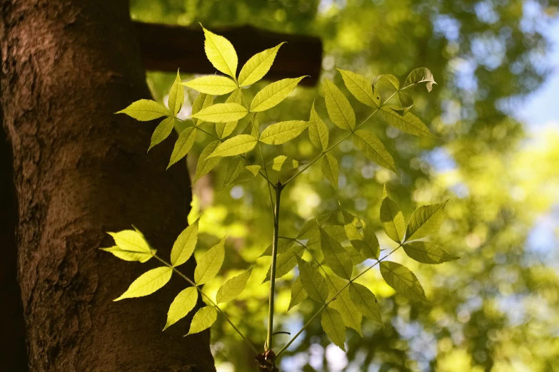 a close up of the green leaves on a tree