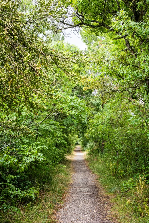 a road in the woods surrounded by trees