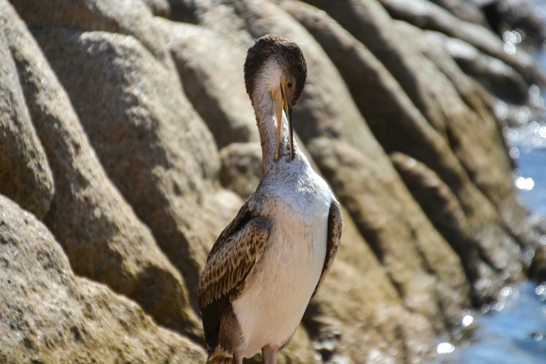 a small bird standing next to the ocean