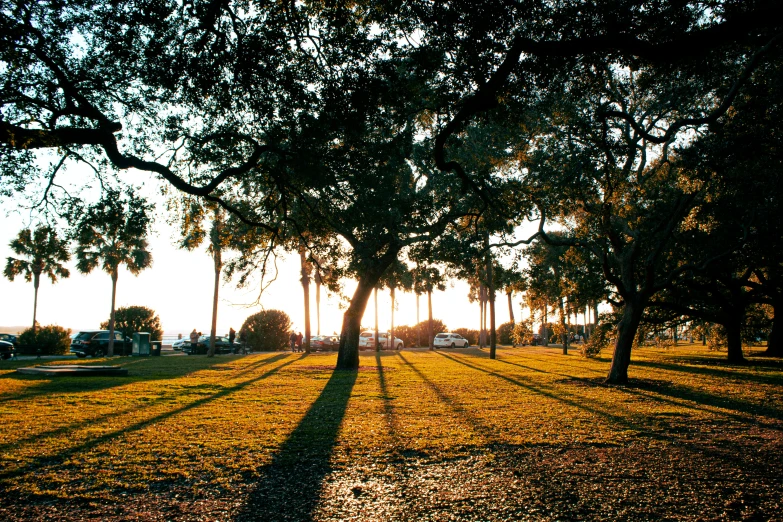 the light and shadow of trees in the park