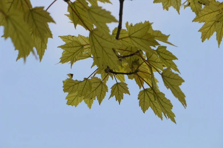 the leaves on a tree in front of a blue sky