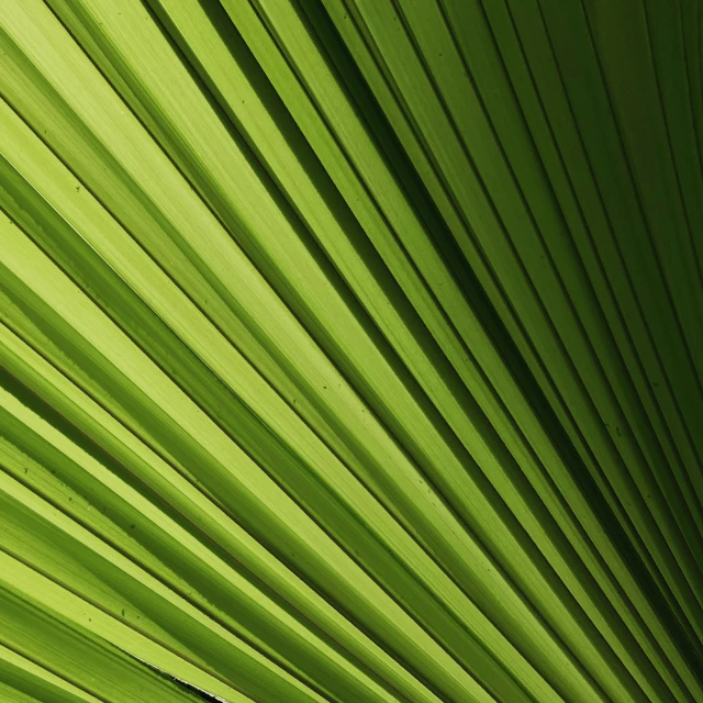 the underside of a green palm tree's large leaves