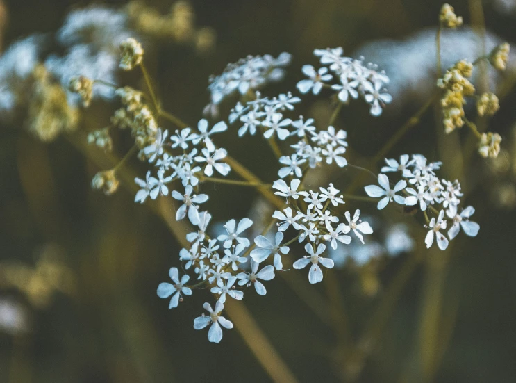 small white flowers sprouting from the top