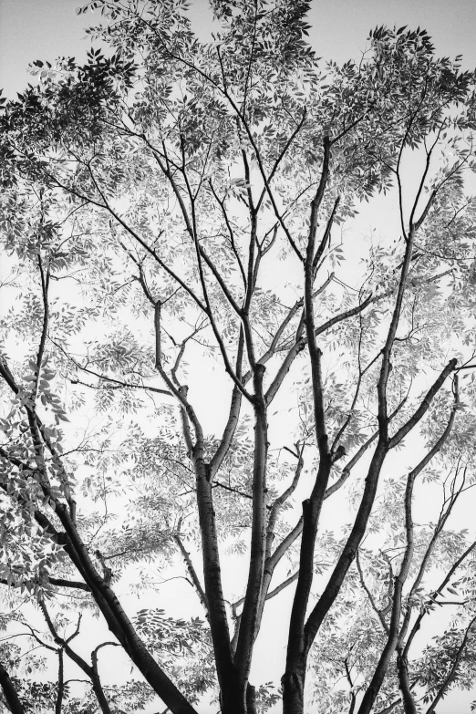 a tree and some bushes in a park