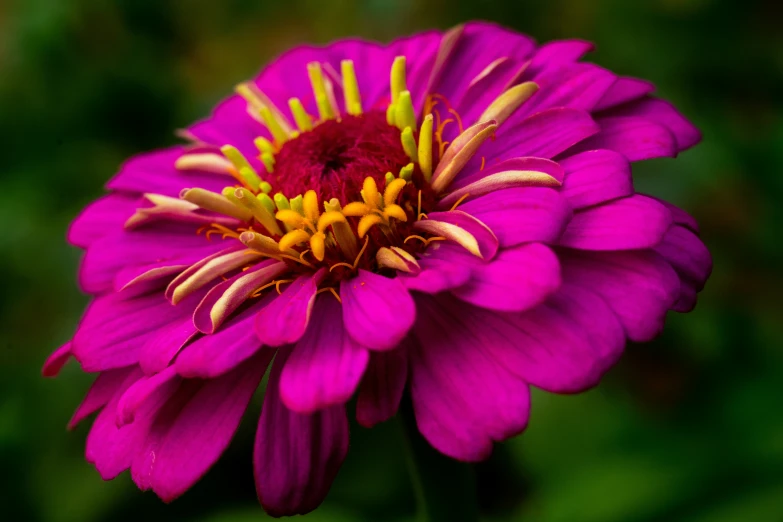 an extreme close up view of a large purple flower