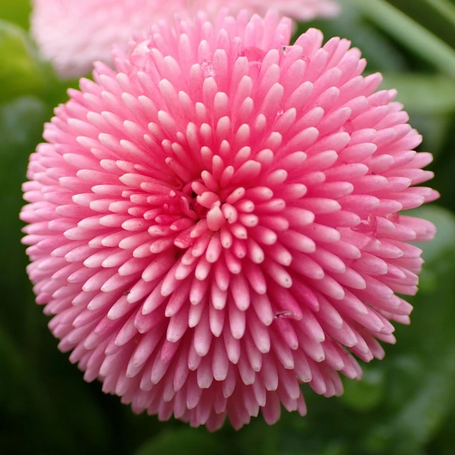 a close up picture of pink flowers