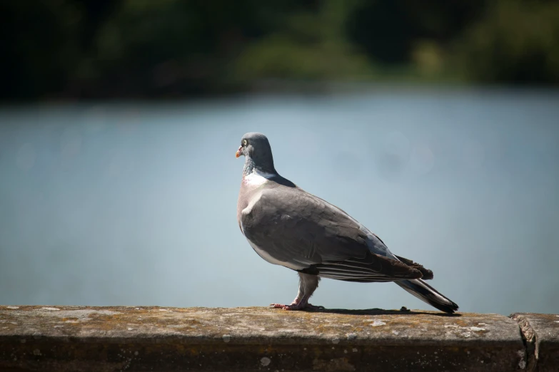 the pigeon is perched on the edge of a lake