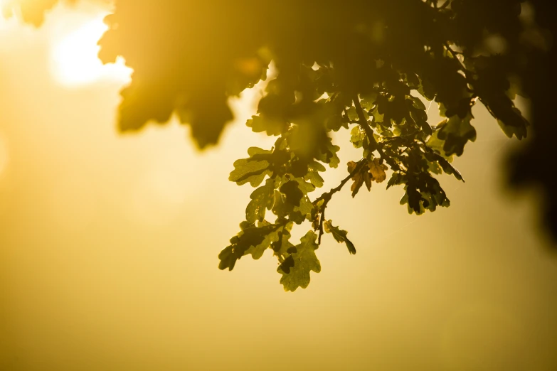 sunlight shining through the leaves of some tree