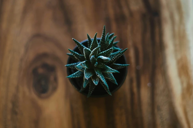 there is a small green plant that grows from the wood surface