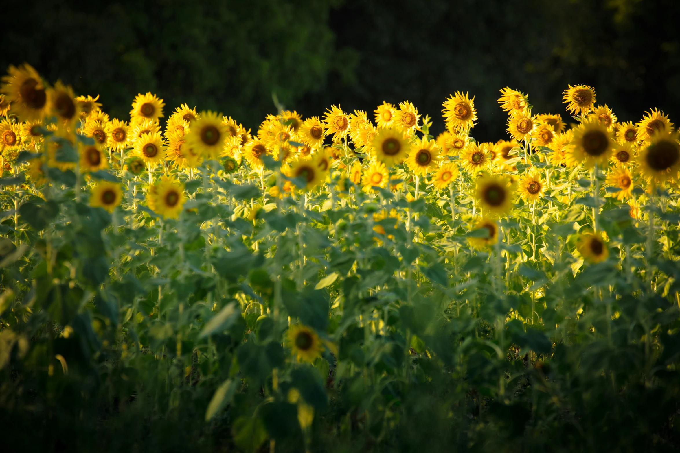 the sunflowers are in a field by the woods