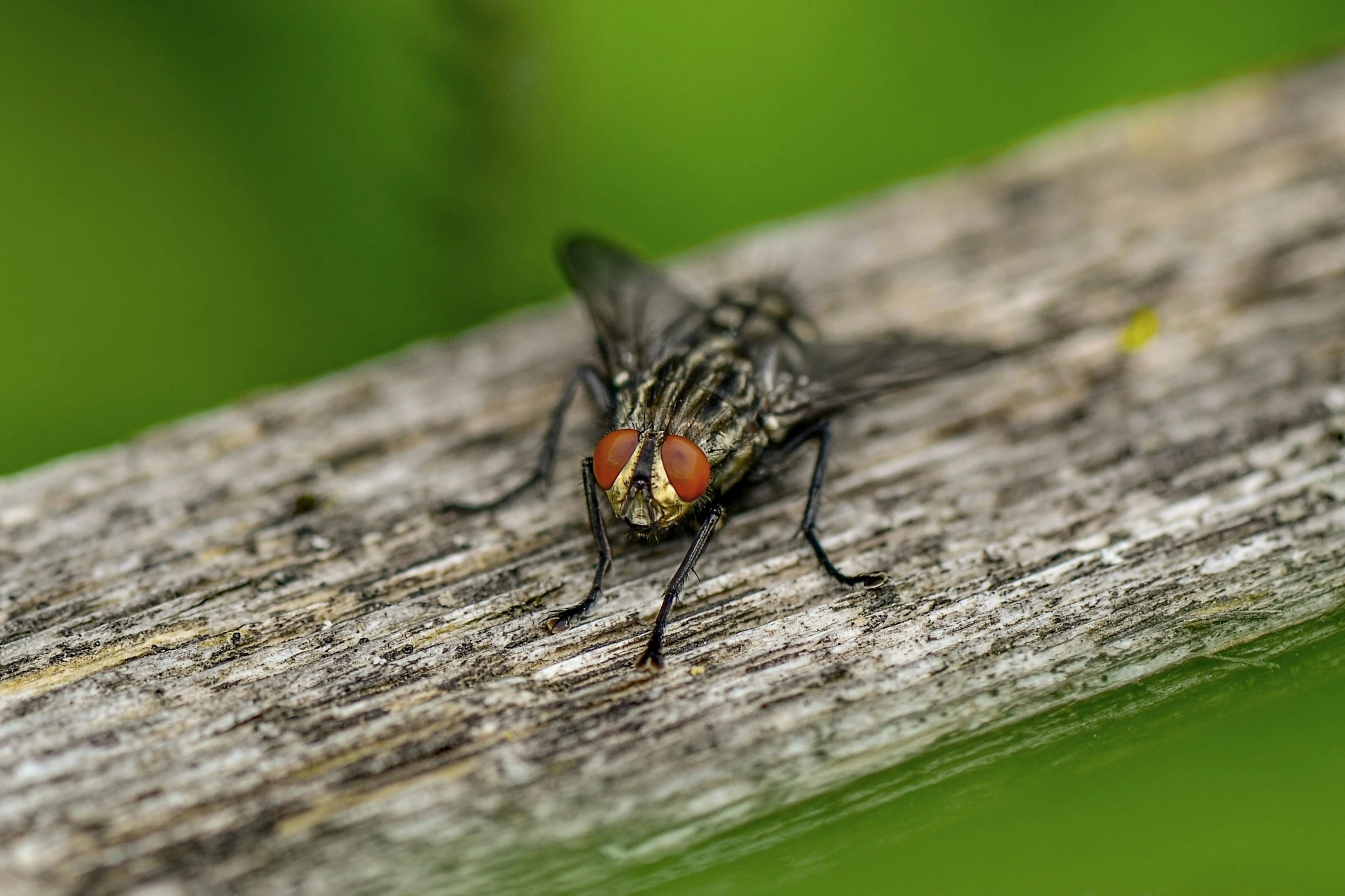 a fly insect sitting on a wood limb