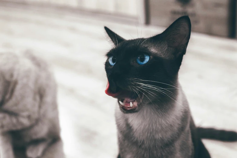 a close up po of a cat in a room