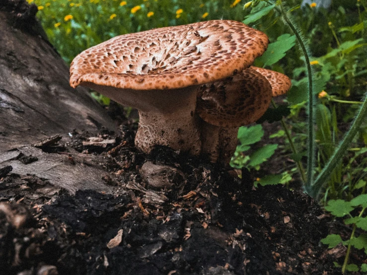 a mushroom that is sitting on the ground