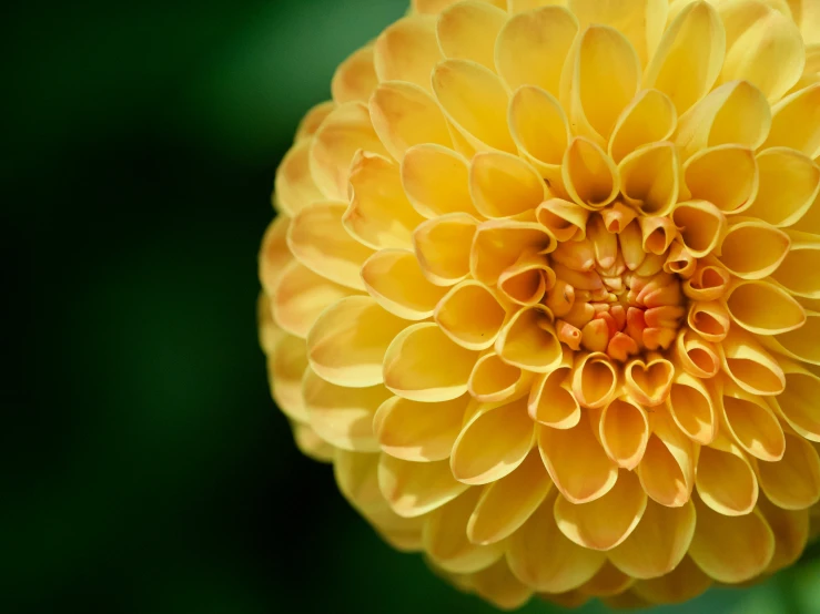 the top of a large yellow flower on a plant