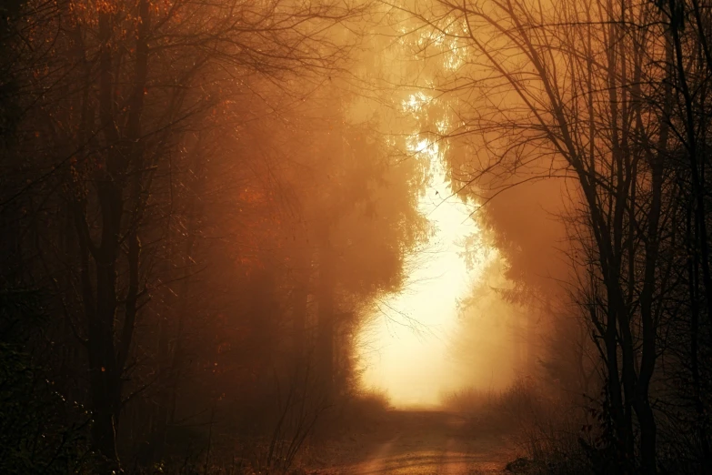 a foggy road with trees in the distance