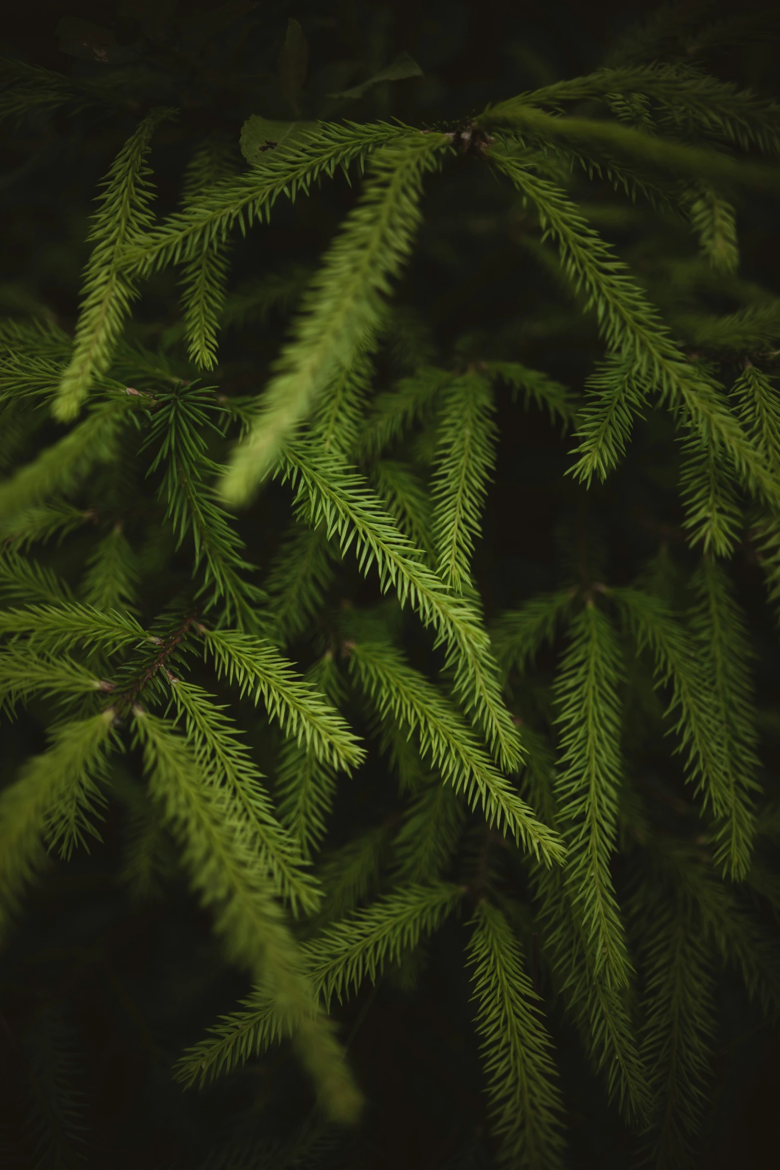 green needles are in close up on a dark background