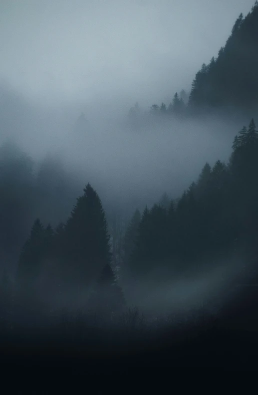 fog on a hillside in the distance with trees