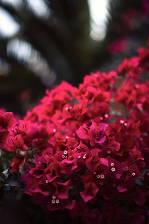 beautiful red flowers with purple tips are in bloom