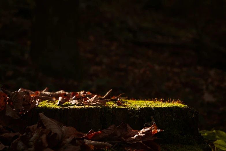 sunlight shining on leaves on a tree stump