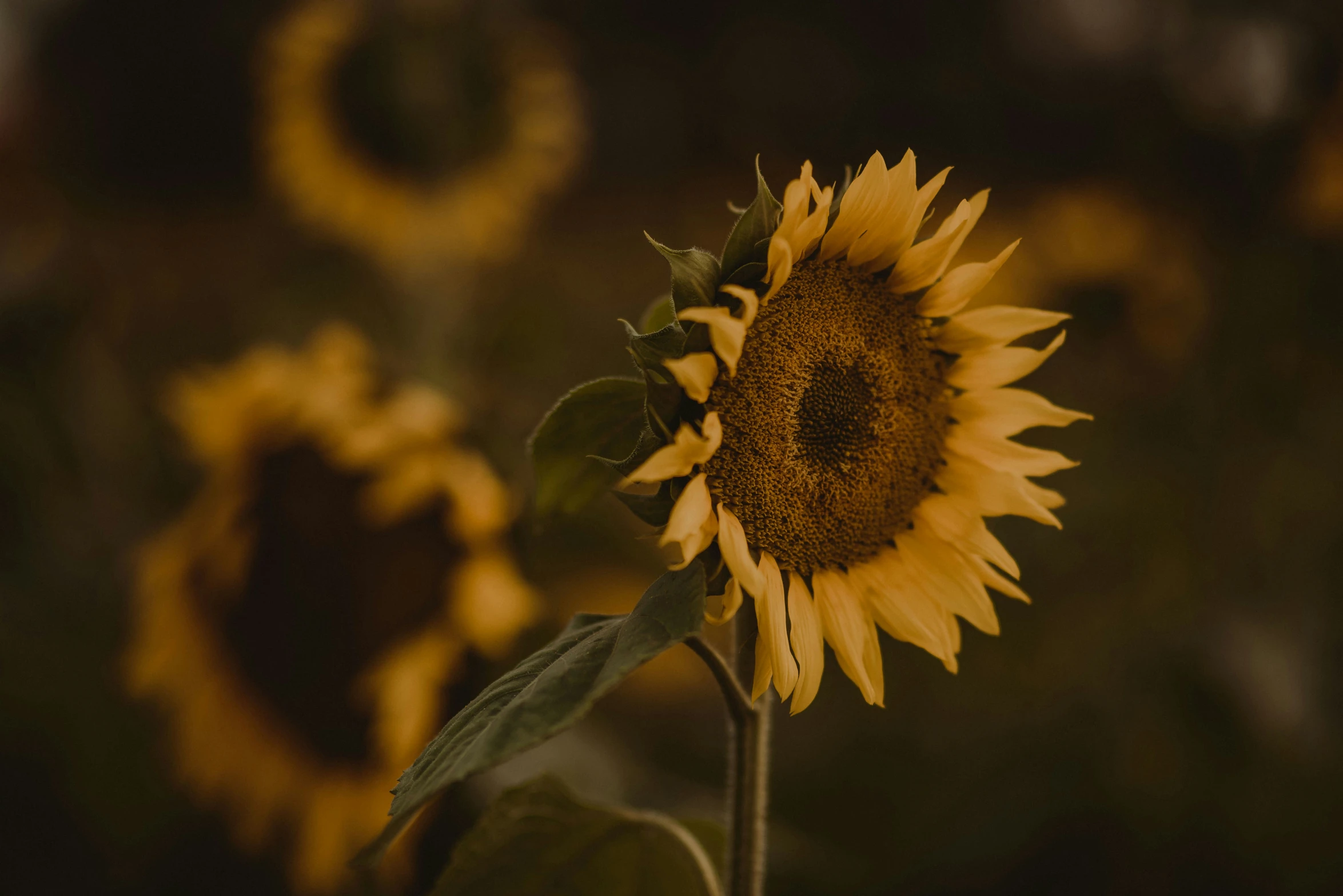 two large sunflowers are blooming, and one is dark