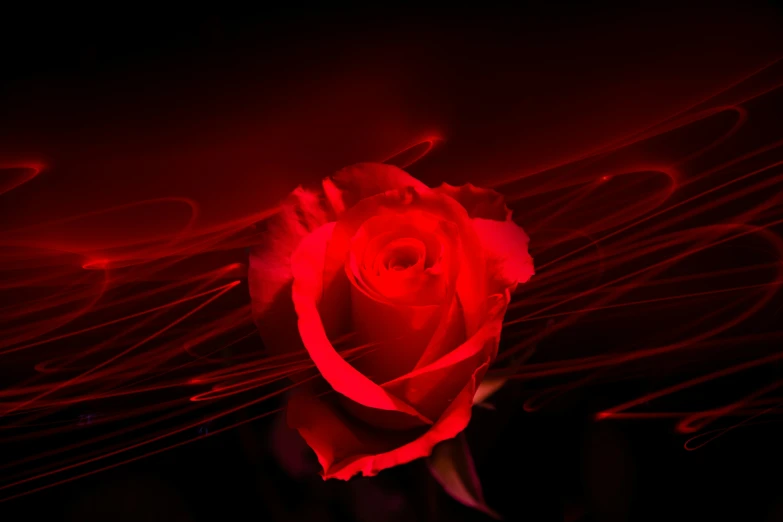 a red rose blooming on black background with light coming in