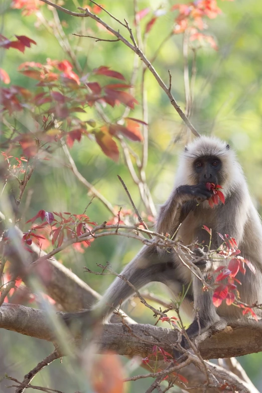 an adorable little monkey sitting on the nch