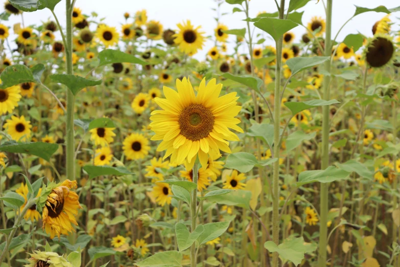 there are many large sunflowers in a field