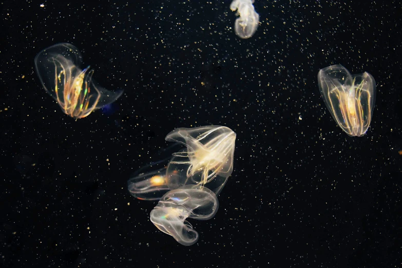 a number of small jellyfish swimming near one another