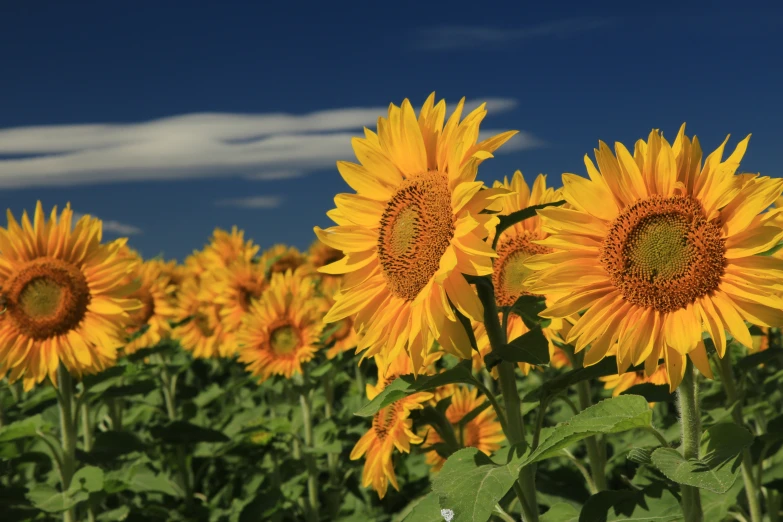 a field full of large yellow sunflowers