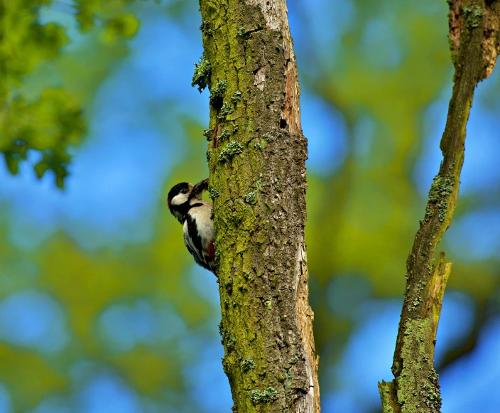 a small bird perched on the side of a tree