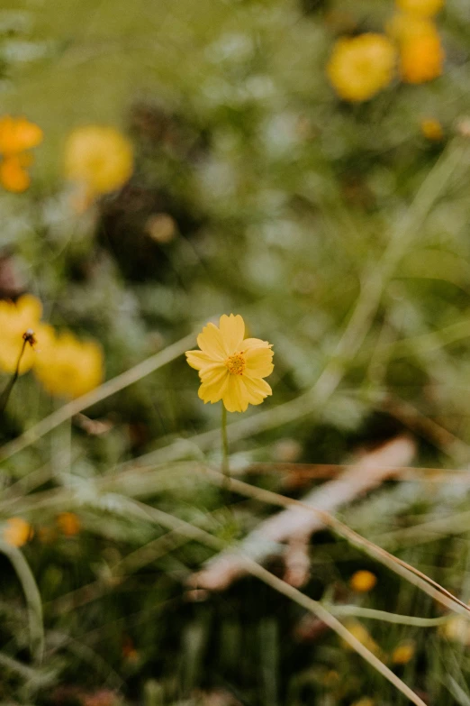 small yellow flowers grow among the grass in the yard