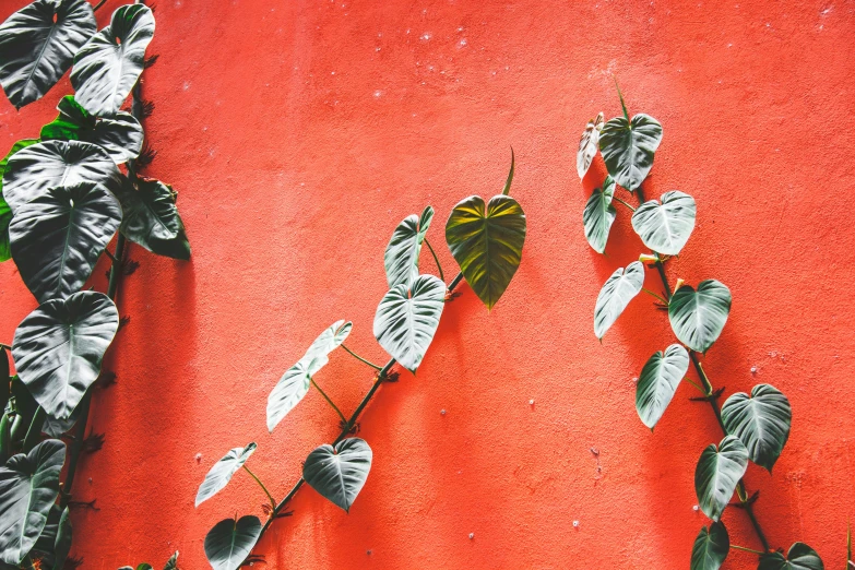 there are plants growing on the side of this red wall