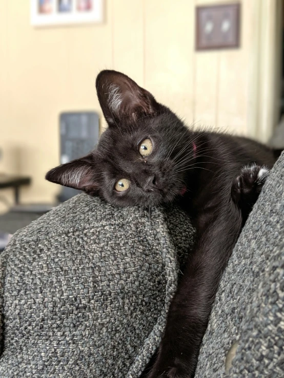 black cat lying down on grey couch in room