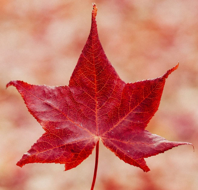 the red maple leaf is just about ready to be folded