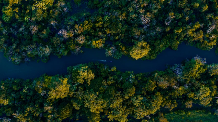 a river flowing through lush green forest next to a forest