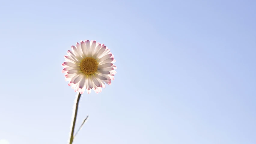 a flower that is standing on the tip of it's stem