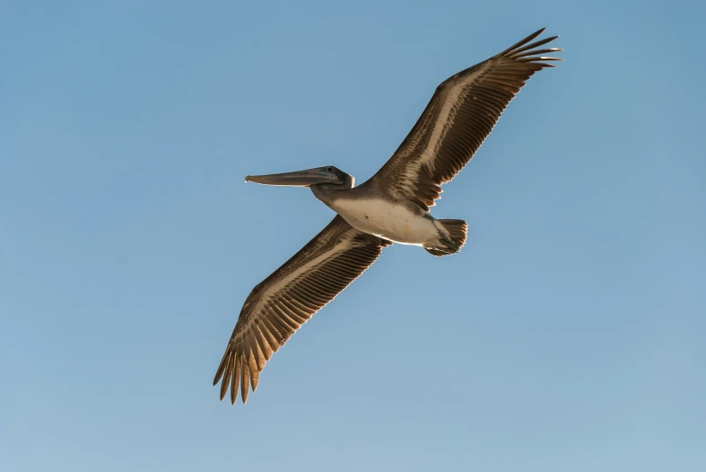 a brown pelican flying in a blue sky