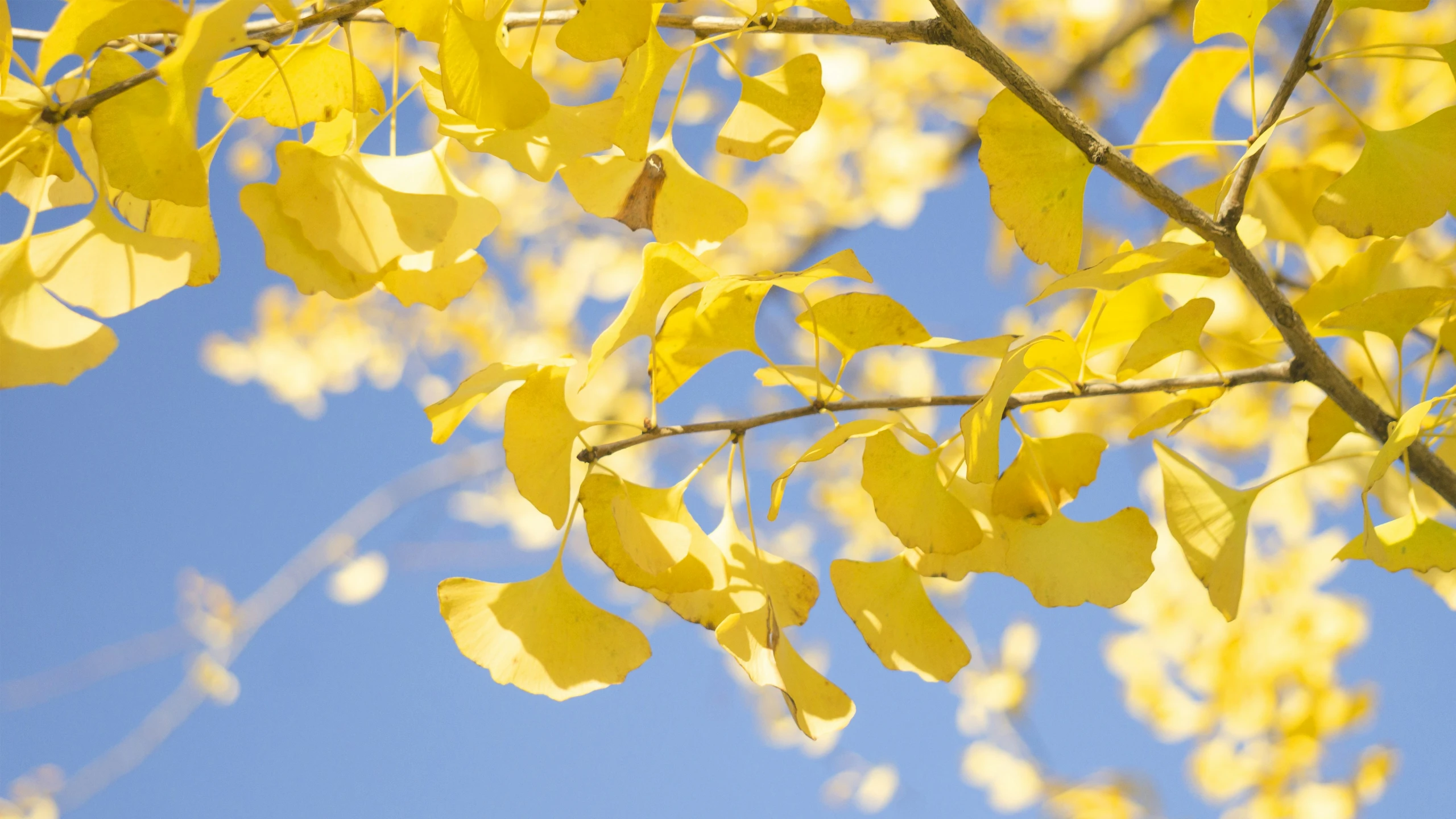 a tree nch with yellow leaves against a blue sky
